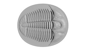 Elrathia kingii