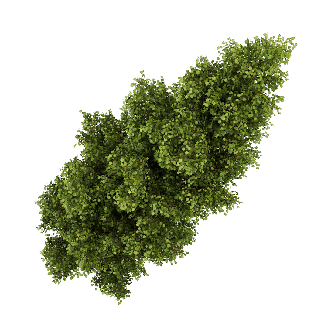 3d model poplar populus