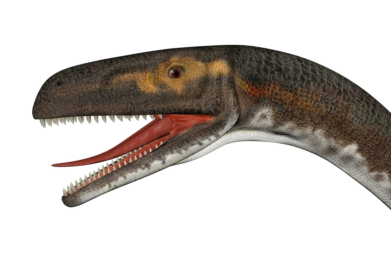 3D Melanorosaurus Dinosaur Triassic Animal https://p.turbosquid.com/ts-thumb/ol/9qLOnW/Dk/3/jpg/1735609387/1920x1080/fit_q87/6b6a147793280744e04cdd3ac69250e0a6fd84f2/3.jpg