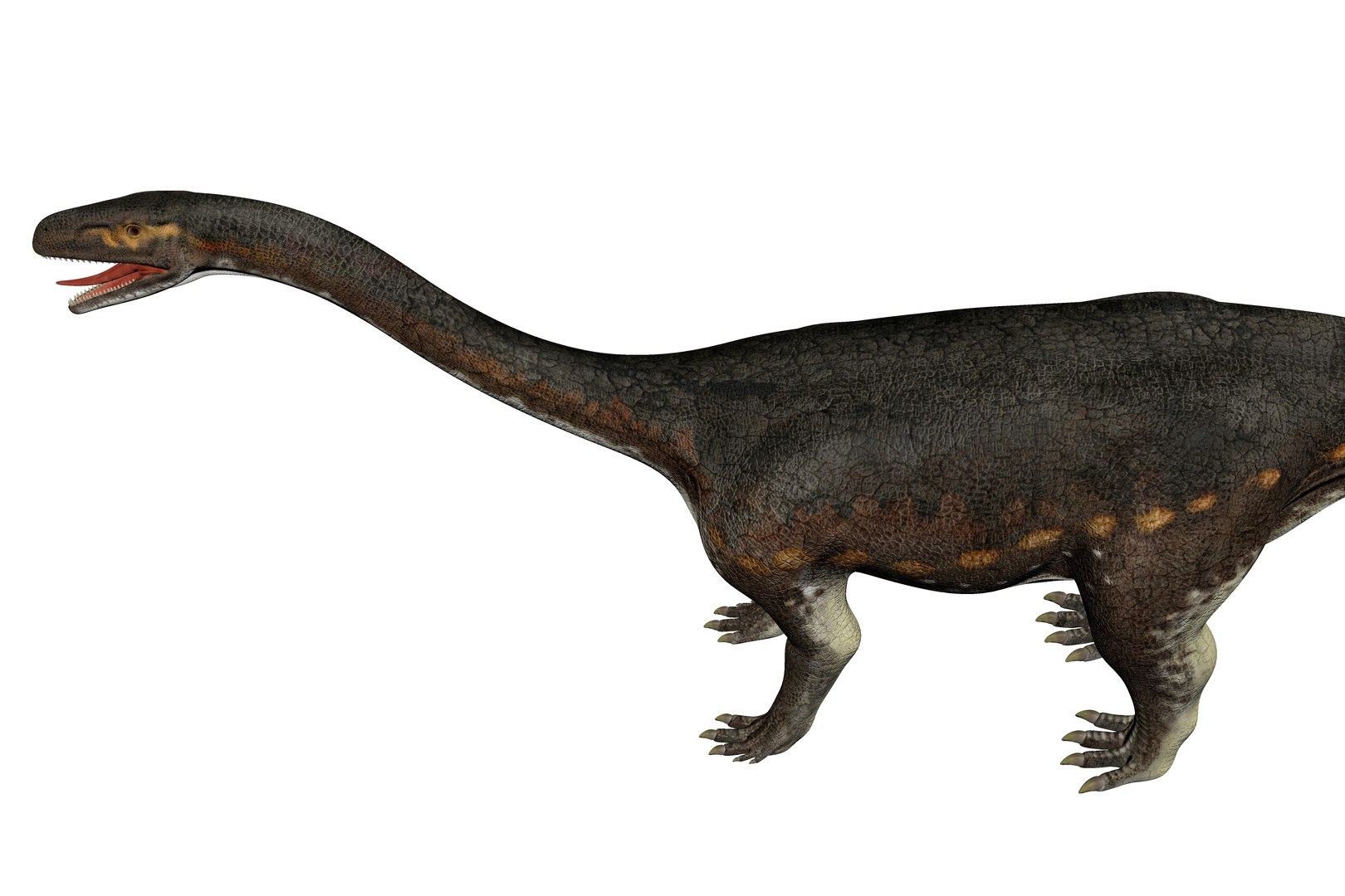 3D Melanorosaurus Dinosaur Triassic Animal https://p.turbosquid.com/ts-thumb/ol/9qLOnW/WN/5/jpg/1735609394/1920x1080/fit_q87/c48245a1fba177efa2789afc5239ca29610c66f2/5.jpg