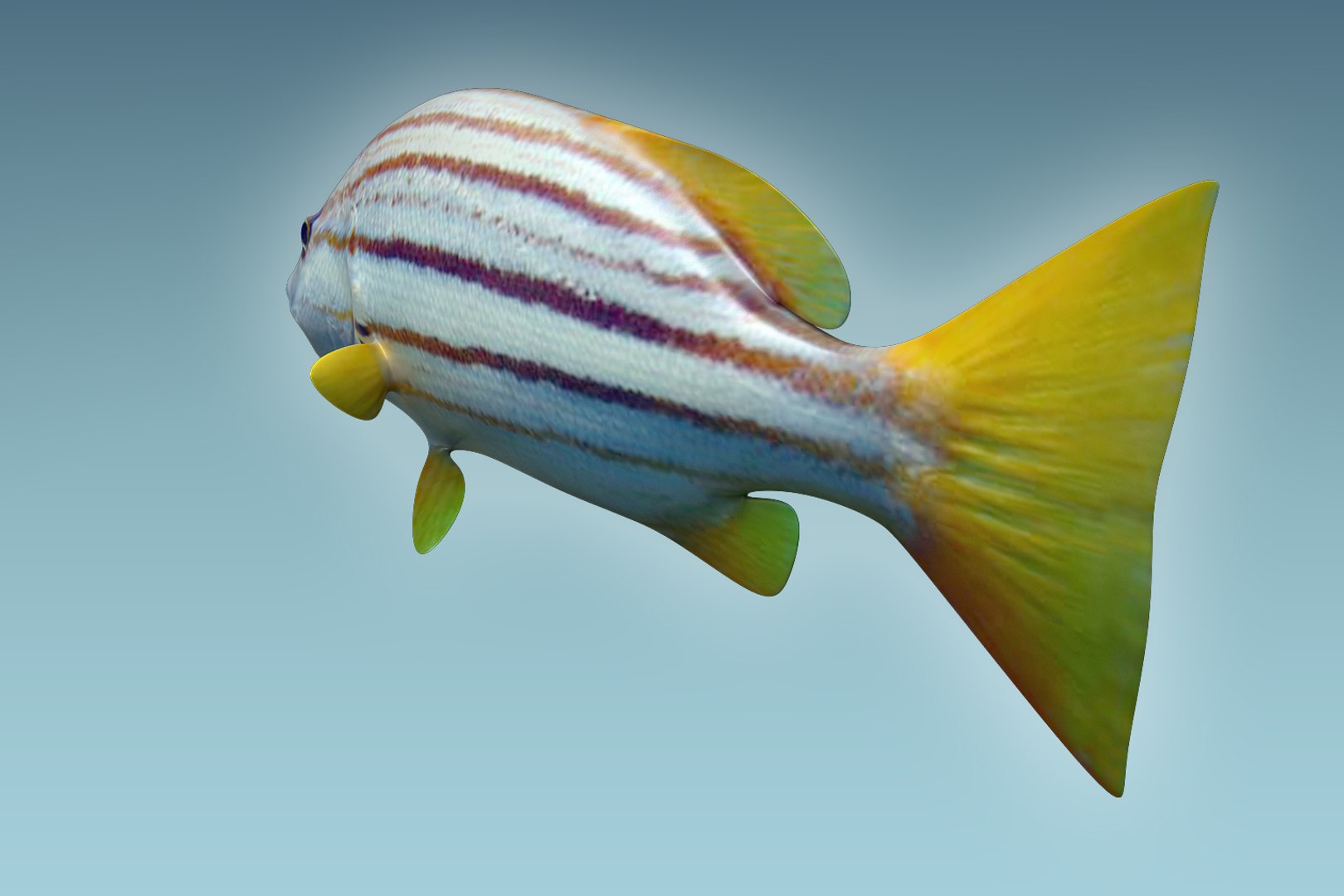 Snapper fish 3D model - TurboSquid 1208429