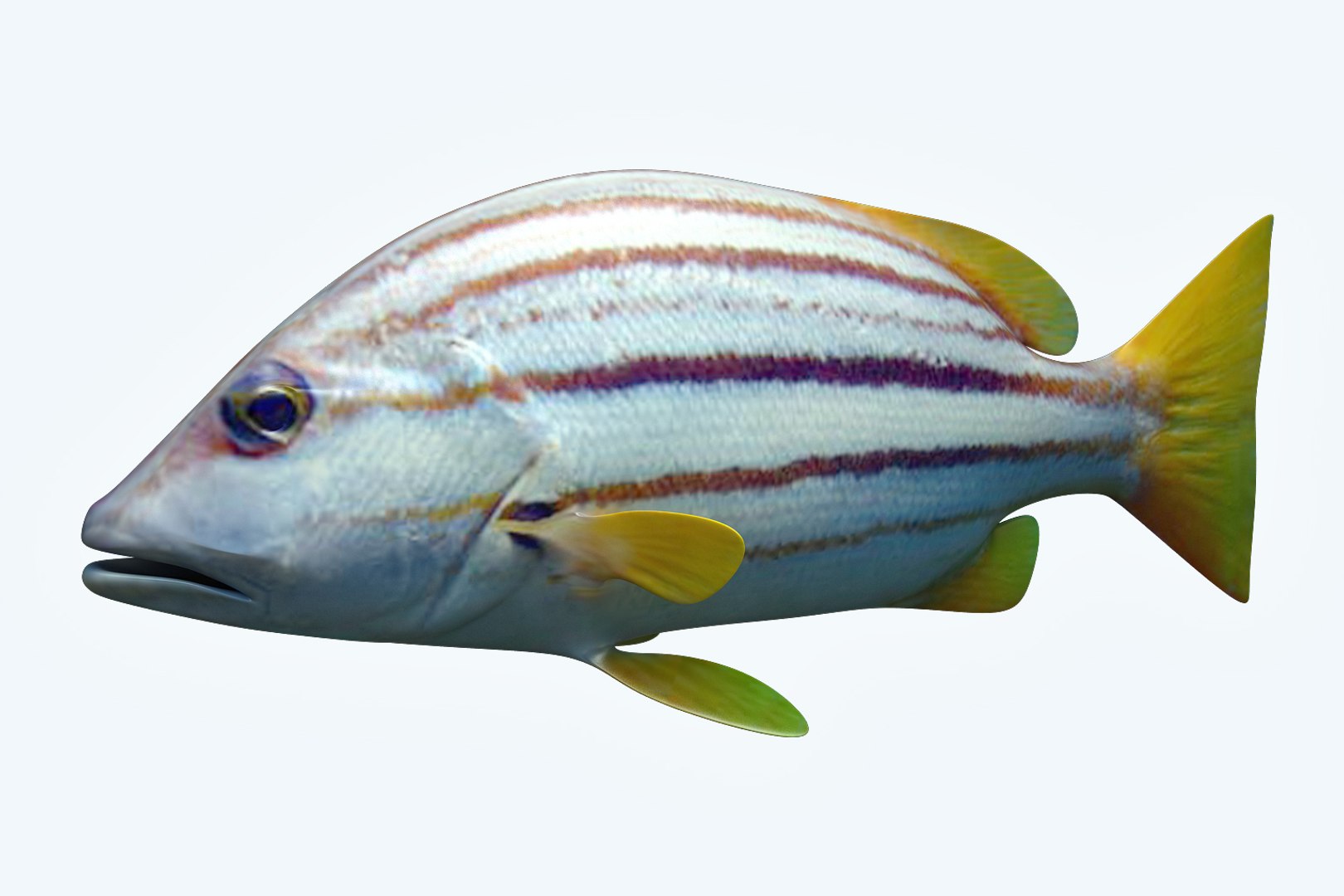 Snapper fish 3D model - TurboSquid 1208429