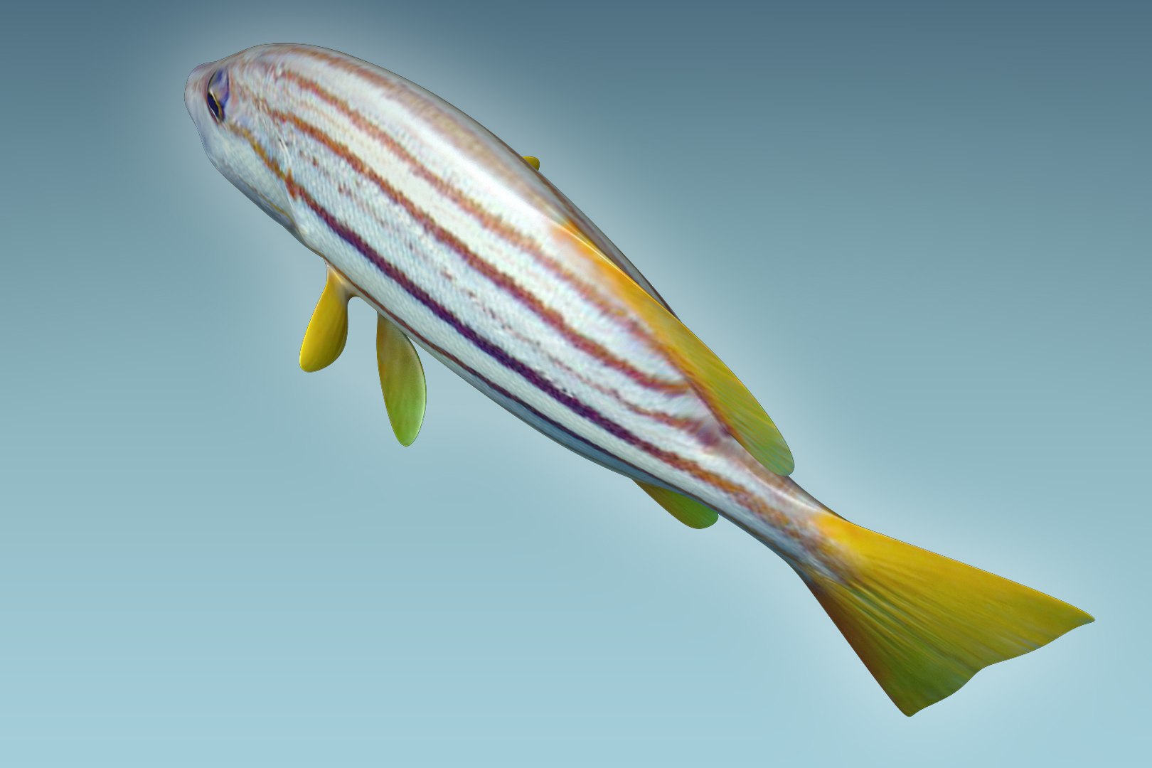 Snapper fish 3D model - TurboSquid 1208429