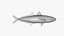 Mackerel Scad