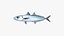 Mackerel Scad