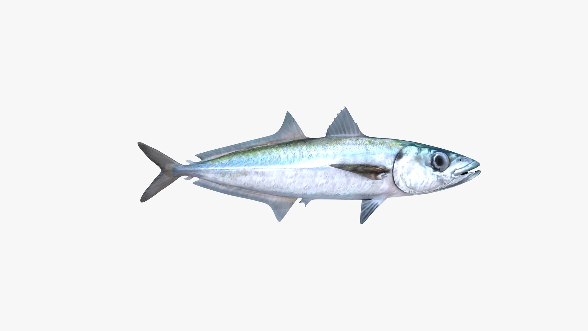 3D Mackerel Scad model https://p.turbosquid.com/ts-thumb/ol/CmgYGK/S6/mackerel_scad_decapterus_macarellus_speedo_opelu_galunggong_fish_3d_model_by_andreas_piel_05/png/1738053296/1920x1080/fit_q87/8273e1261b2a0763317ac8a7af12ff78c46b2df8/mackerel_scad_decapterus_macarellus_speedo_opelu_galunggong_fish_3d_model_by_andreas_piel_05.jpg