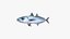 Mackerel Scad