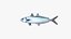 Mackerel Scad