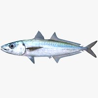 Mackerel Scad