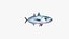 Mackerel Scad