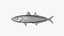 Mackerel Scad