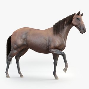 3D realistic rigged horse