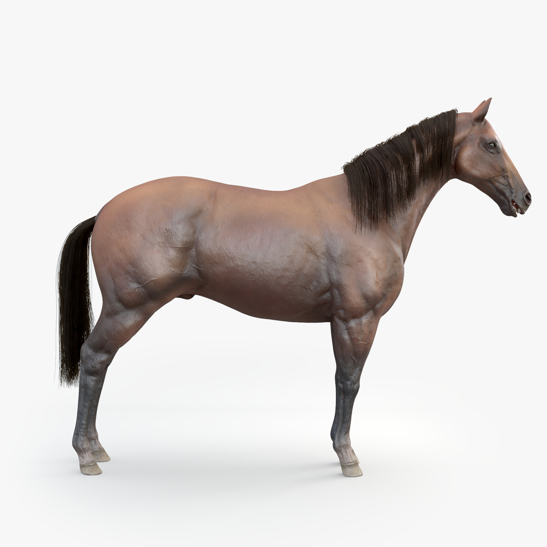 3D realistic rigged horse https://p.turbosquid.com/ts-thumb/ol/O0T9UU/nAX6tenf/horse/jpg/1518762005/1920x1080/turn_fit_q99/d52741dc8795ad2e753577796e5058448a60fbb2/horse-1.jpg