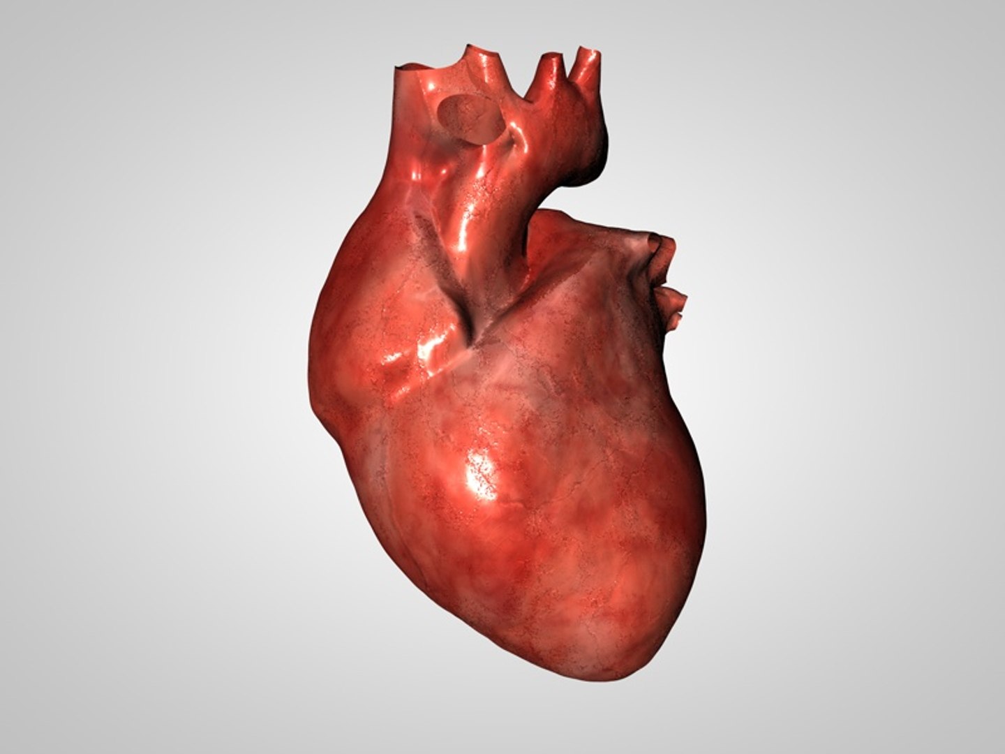 3d Human Heart