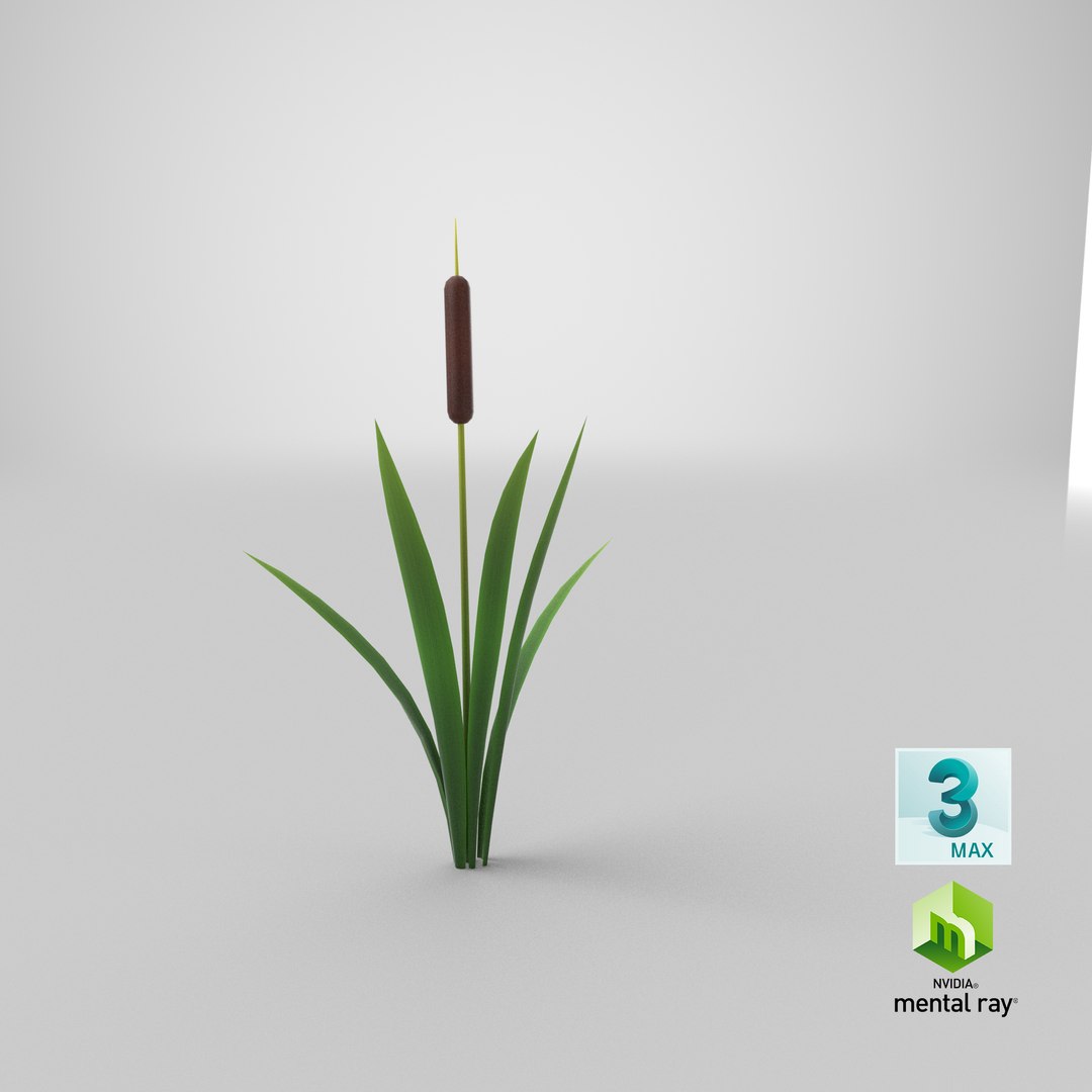 Cartoon Cattail 01 model https://p.turbosquid.com/ts-thumb/ol/T4NEGe/55/stemcell_max_mental_ray_render/png/1660292670/1920x1080/fit_q87/f11afbebf66a89f3a1c1e119fea962448380f8c7/stemcell_max_mental_ray_render.jpg
