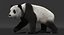 Giant Panda