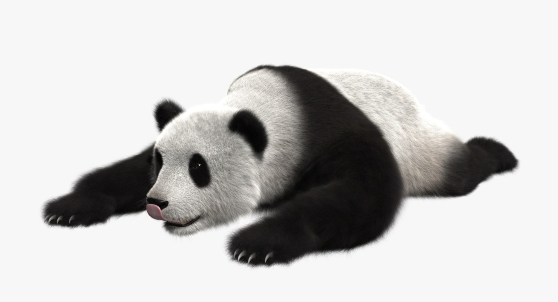 giant panda animation 3d model https://p.turbosquid.com/ts-thumb/ol/VP79wf/JiudzK2j/rp05/jpg/1477623720/1920x1080/fit_q87/d9d3afc967fab72b24ed6680b40f6bba457a110e/rp05.jpg