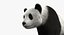 Giant Panda
