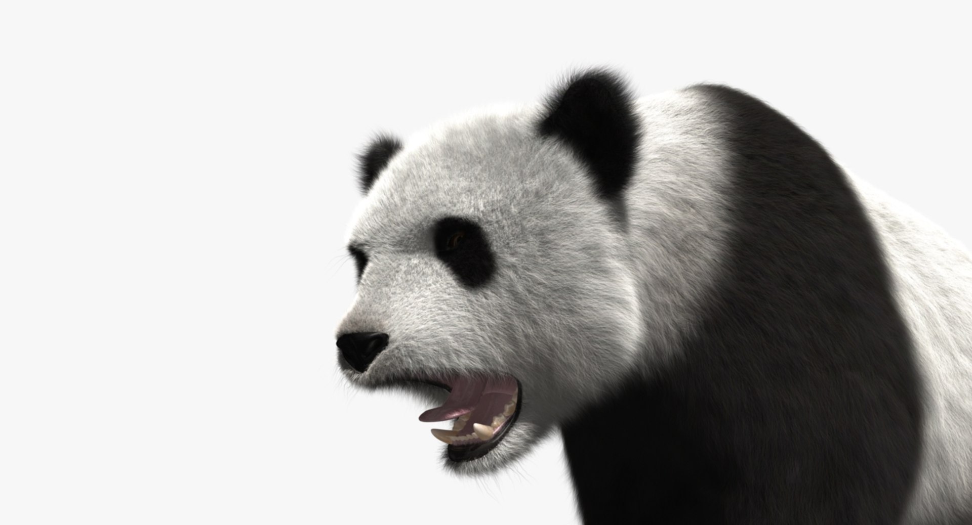 giant panda animation 3d model https://p.turbosquid.com/ts-thumb/ol/VP79wf/uFsGUHT5/rp06/jpg/1477623720/1920x1080/fit_q87/96d35d791cfc32470faba679d9f08206808bec71/rp06.jpg