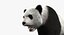 Giant Panda