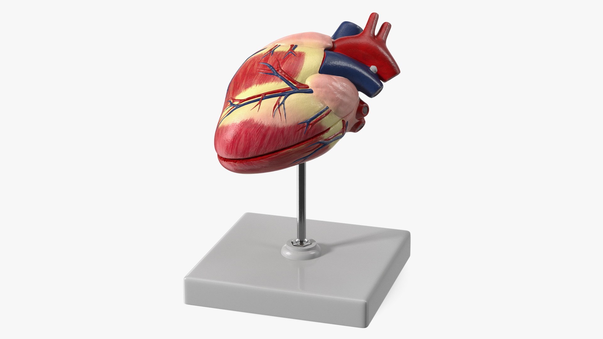 Canine Heart Anatomy Model On Stand 3D model preview