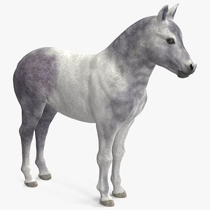 3D Shetland Pony White