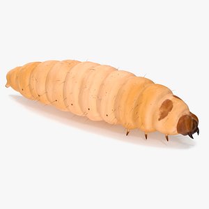 Maggot Fly Fur model