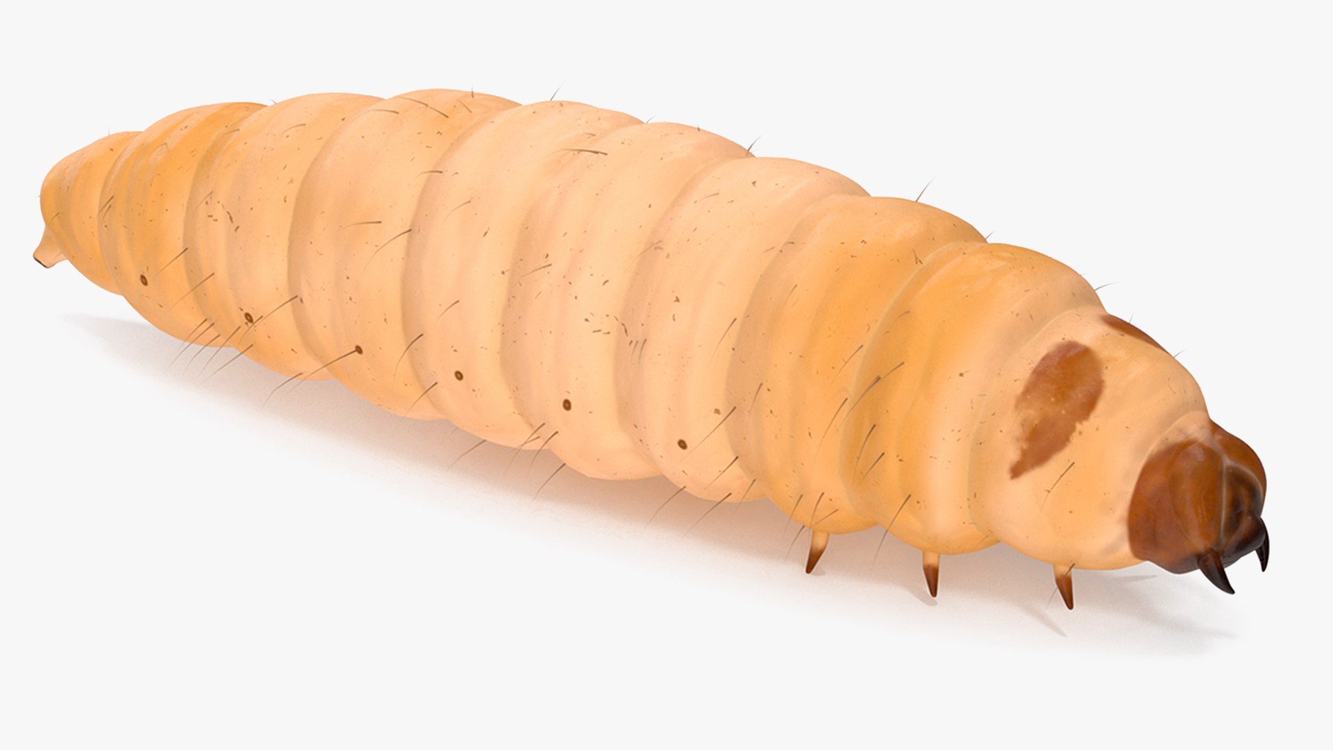 Maggot Fly Fur 3D model preview