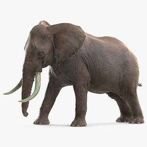 3D elephant agressive animal rigged