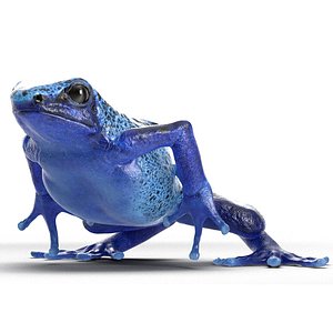 Realistic Poison Dart Frog Rigged for Maya