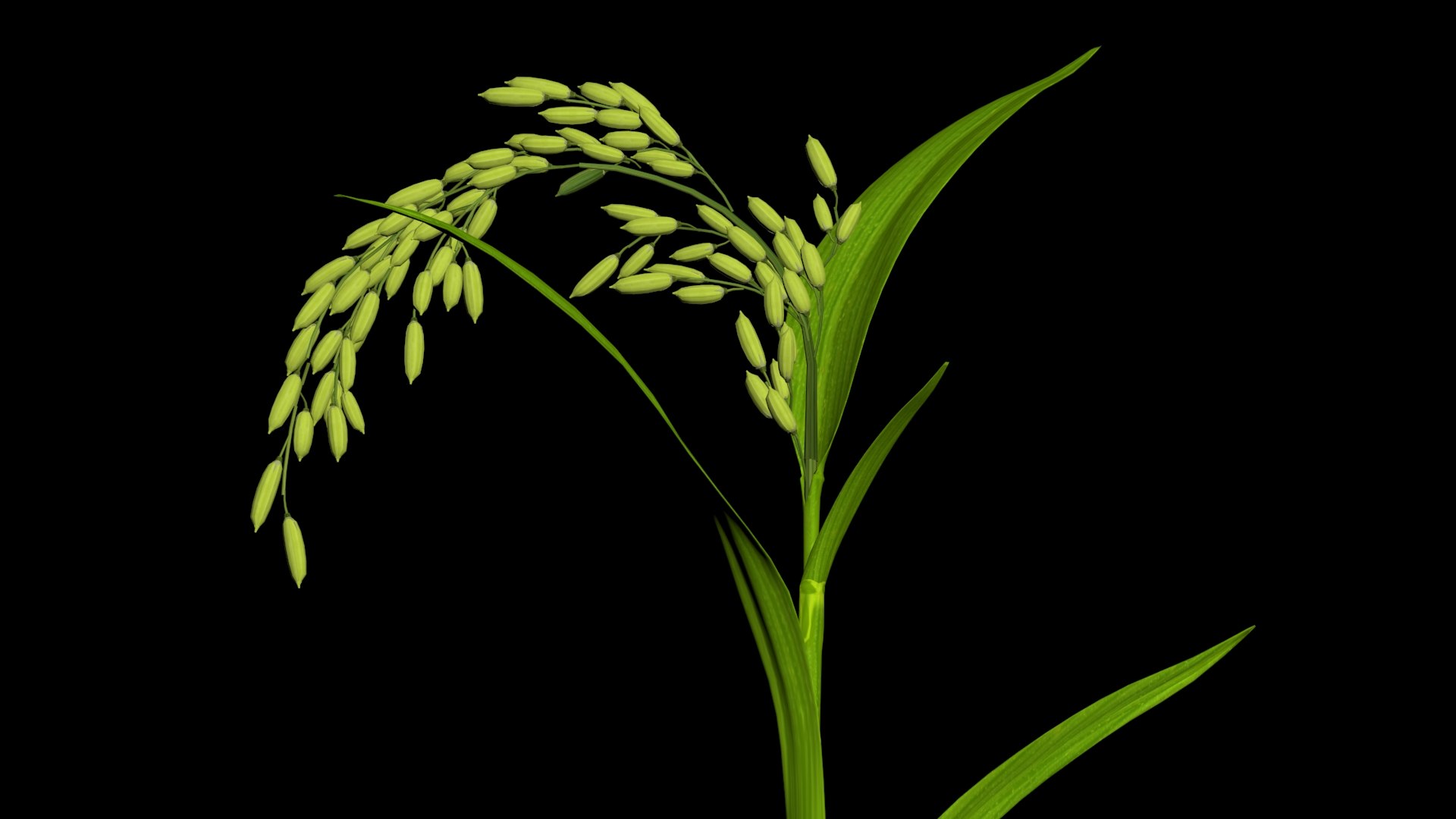 3D Oryza Rice - TurboSquid 1695253