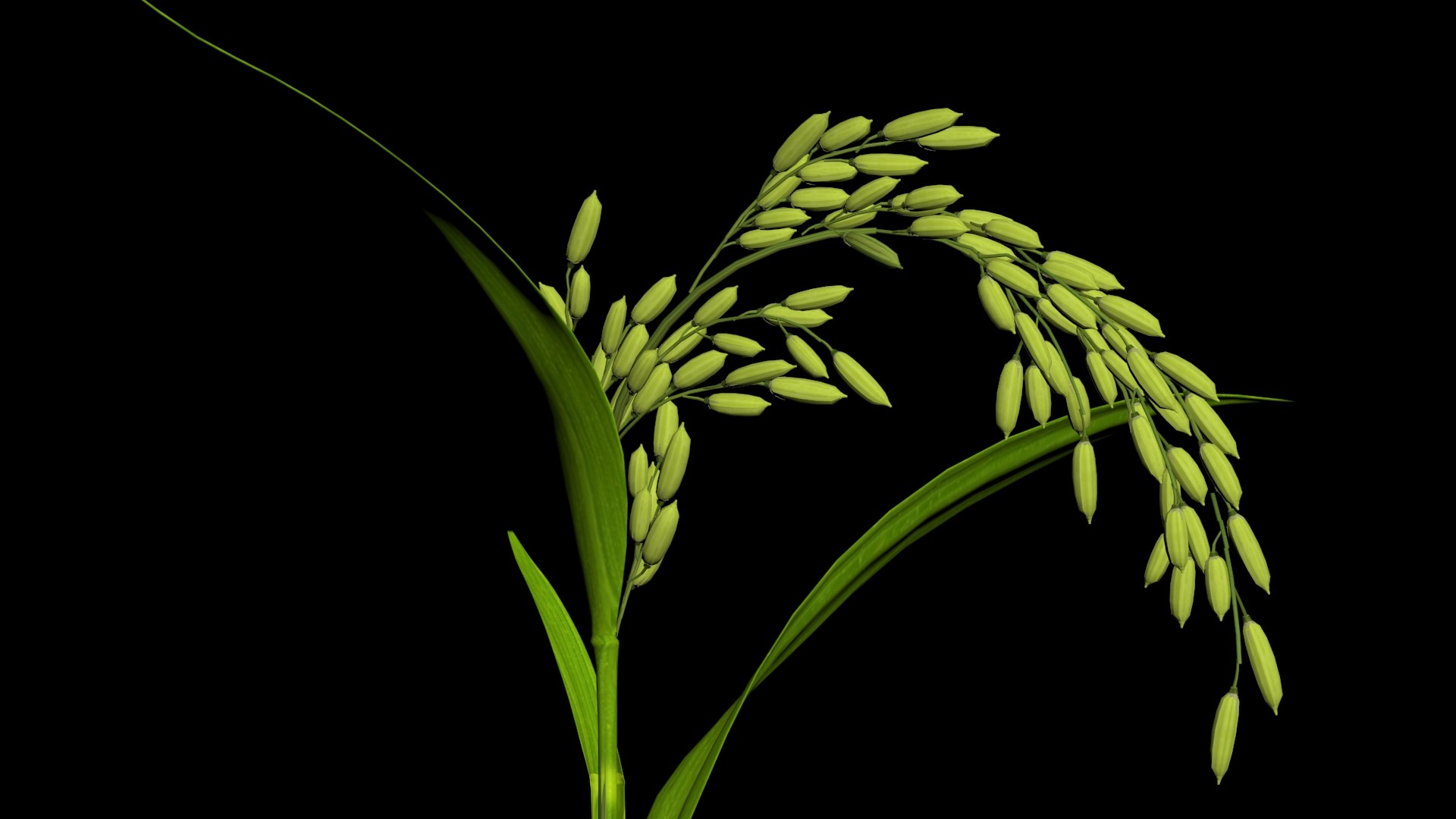3D Oryza Rice - TurboSquid 1695253