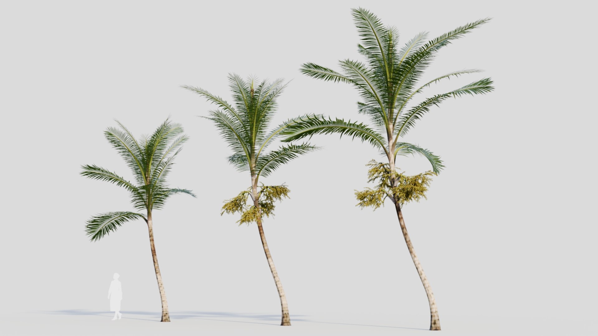 3D Acanthophoenix rubra c model https://p.turbosquid.com/ts-thumb/ol/vVMRmQ/4e/acanthophoenixrubrac3/jpg/1711891068/1920x1080/fit_q87/bfb14fd93cd11ede1bc17c643e8091f24a083744/acanthophoenixrubrac3.jpg