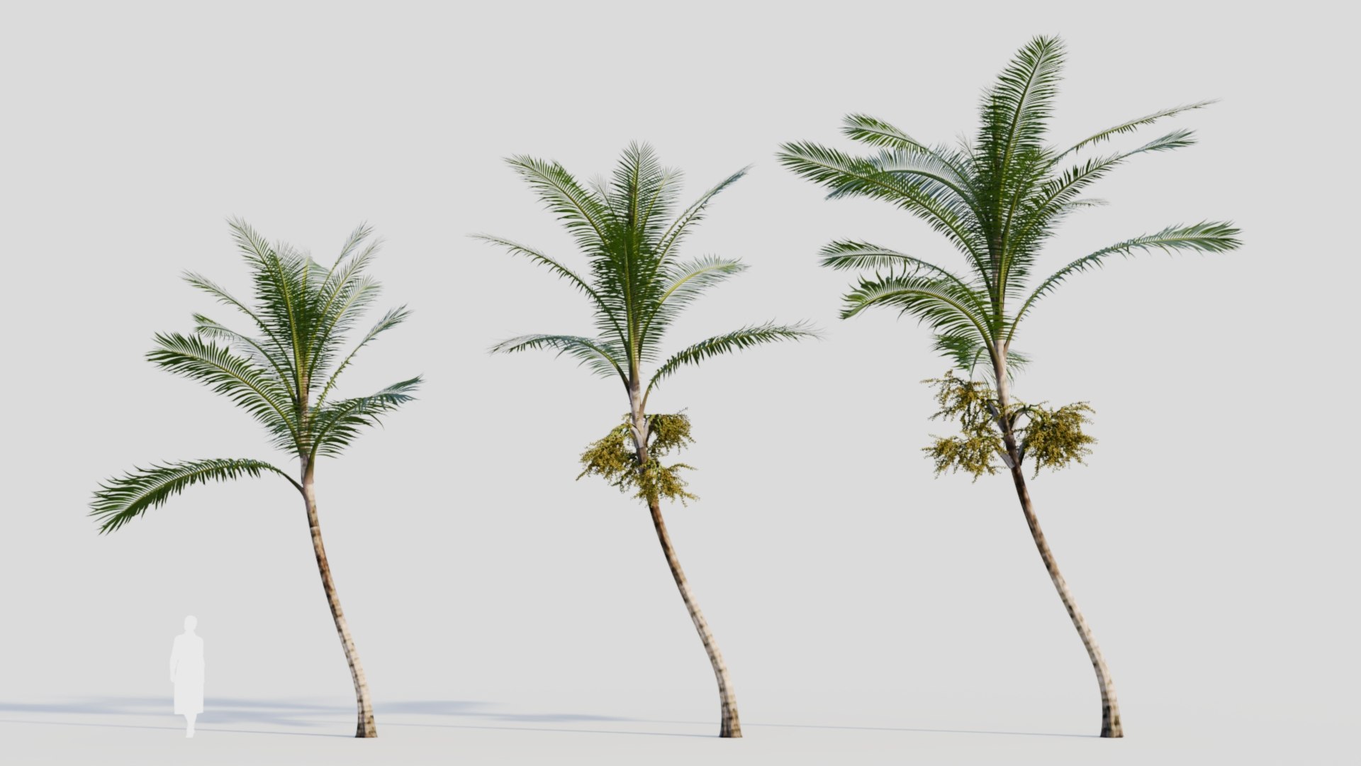 3D Acanthophoenix rubra c model https://p.turbosquid.com/ts-thumb/ol/vVMRmQ/ag/acanthophoenixrubrac_1/jpg/1711891065/1920x1080/fit_q87/50c9a5ea1a30cc1aca23241773d7672ad3c8a7d2/acanthophoenixrubrac_1.jpg