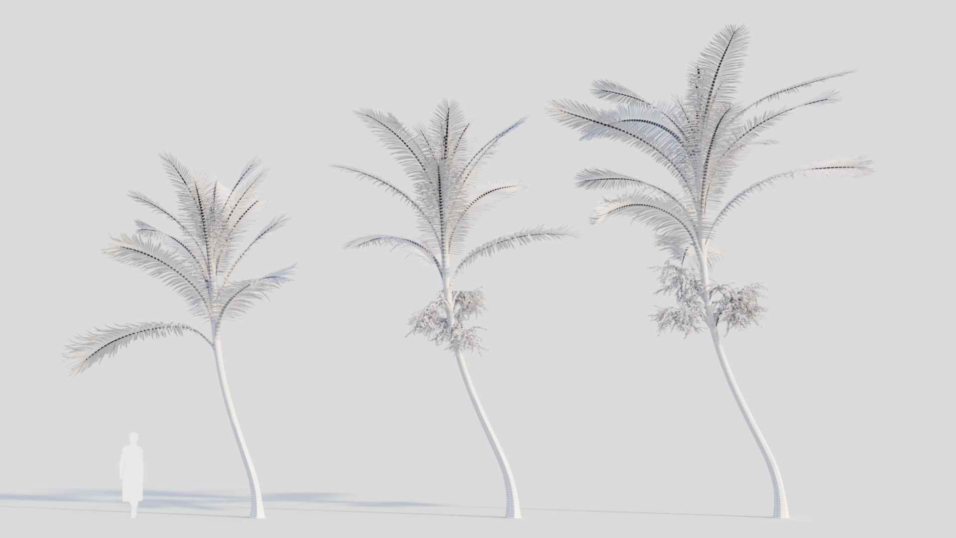 3D Acanthophoenix rubra c model https://p.turbosquid.com/ts-thumb/ol/vVMRmQ/ao/acanthophoenixrubrac2/jpg/1711891065/1920x1080/fit_q87/4d3af95f85f38e5c72d3095c1e67cacb637f1ff9/acanthophoenixrubrac2.jpg