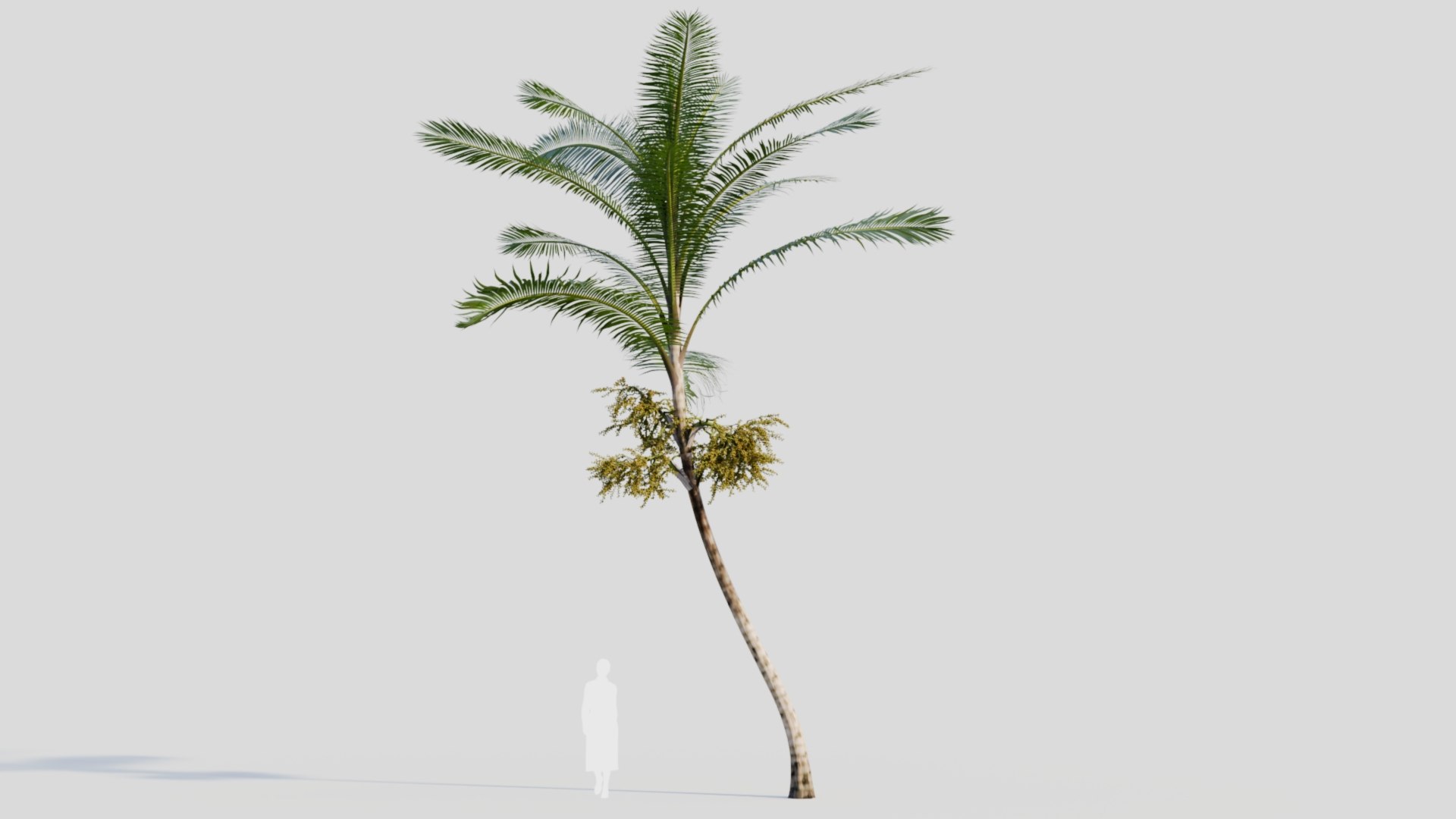 3D Acanthophoenix rubra c model https://p.turbosquid.com/ts-thumb/ol/vVMRmQ/bw/acanthophoenixrubrac9/jpg/1711891072/1920x1080/fit_q87/fd2afef6c95eae53a709fd286f086a5942796509/acanthophoenixrubrac9.jpg