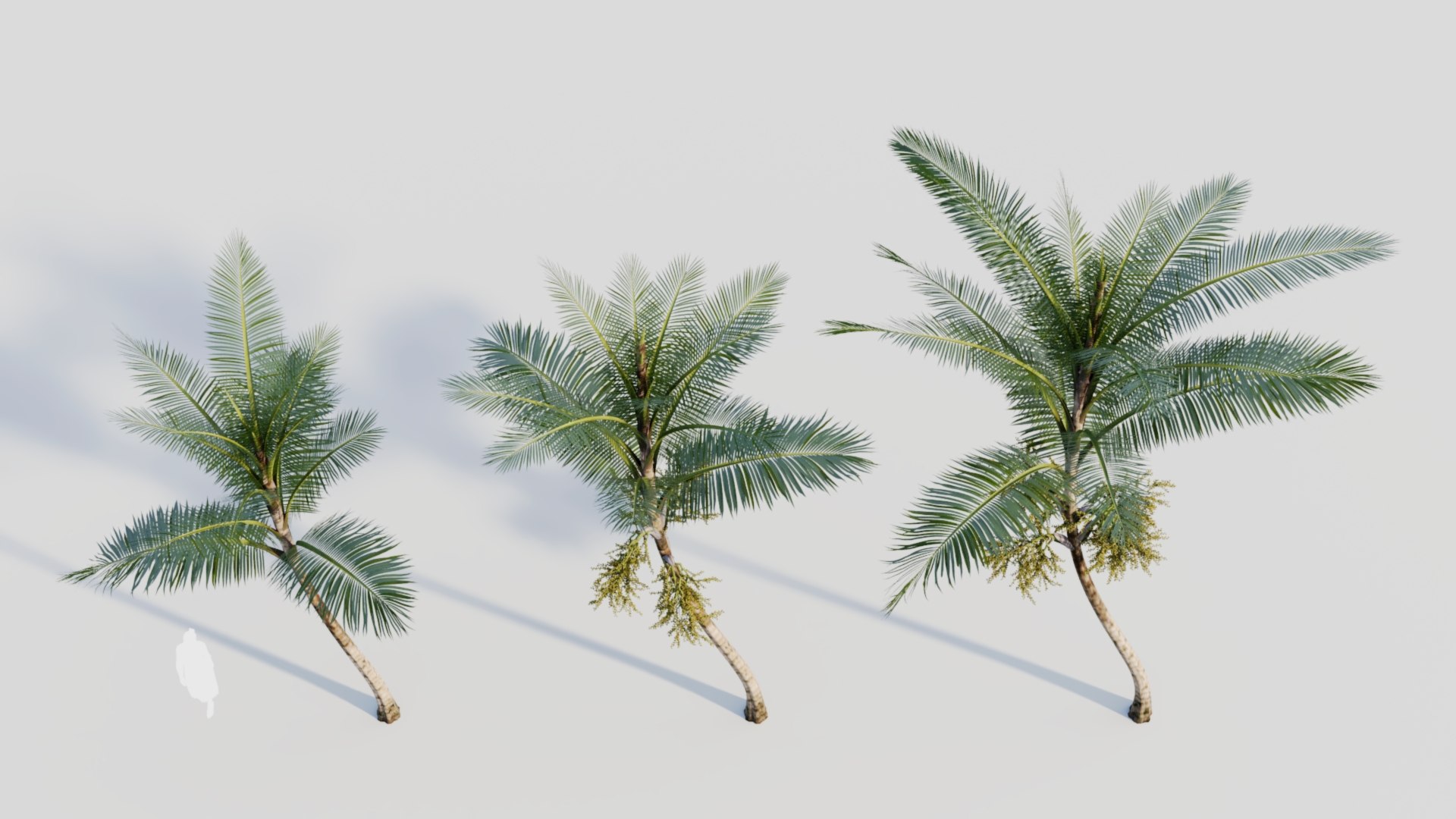 3D Acanthophoenix rubra c model https://p.turbosquid.com/ts-thumb/ol/vVMRmQ/fd/acanthophoenixrubrac4/jpg/1711891067/1920x1080/fit_q87/3e1f2688f3782cc136d60925a3cdb6e10fb3aaee/acanthophoenixrubrac4.jpg