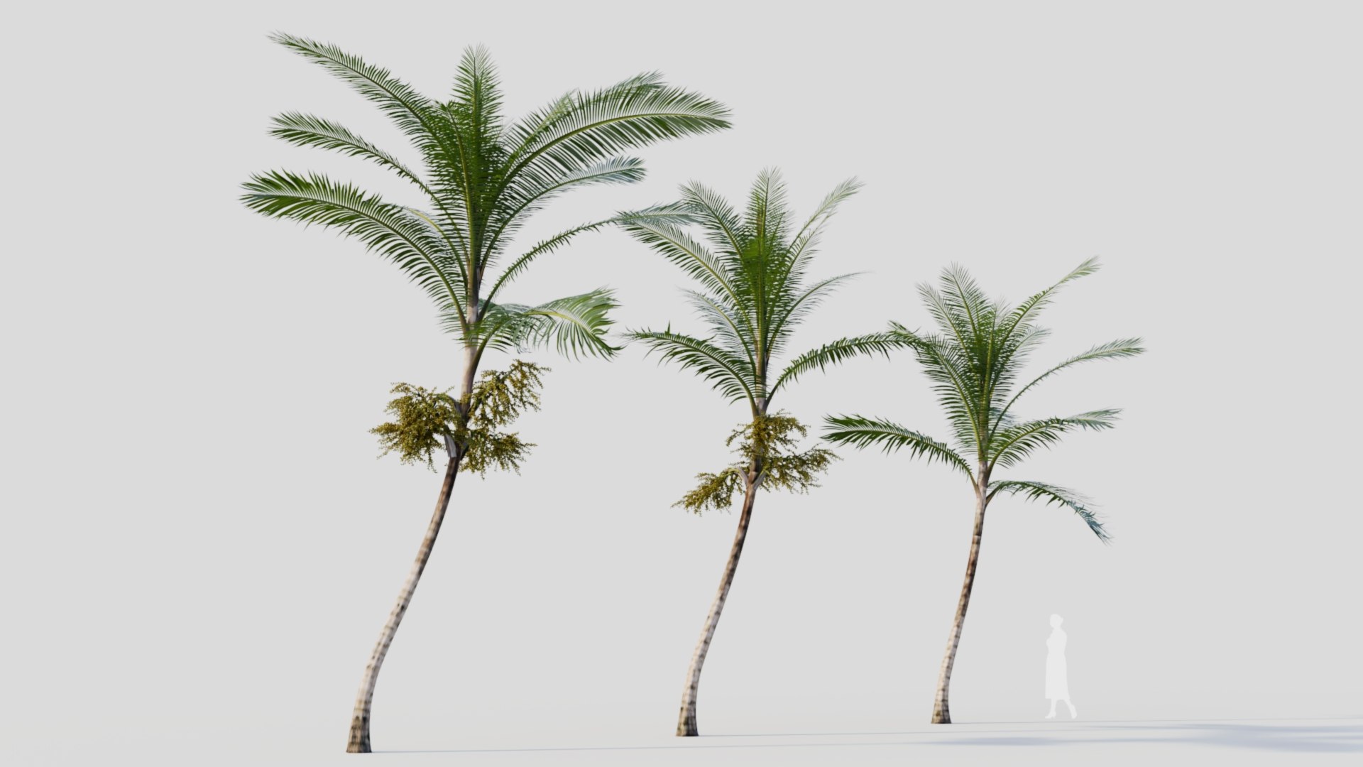3D Acanthophoenix rubra c model https://p.turbosquid.com/ts-thumb/ol/vVMRmQ/pm/acanthophoenixrubrac6/jpg/1711891070/1920x1080/fit_q87/a8fbaaa5dbc01c61c1562f60fc679a714fa27543/acanthophoenixrubrac6.jpg