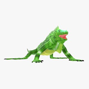 lizards iguana 3D model