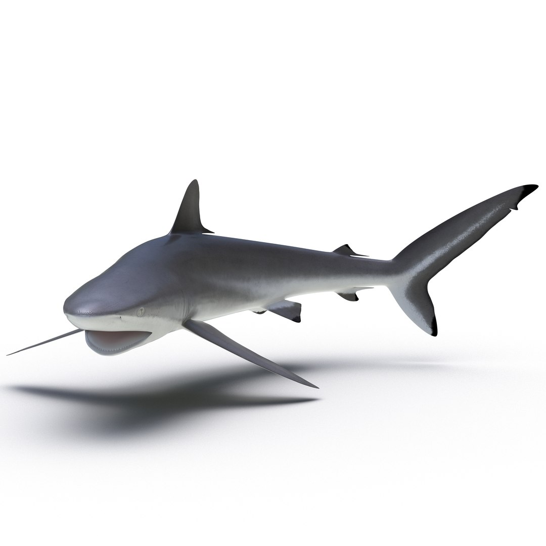 Silky Shark Attacking Pose 3D Model 3D model preview