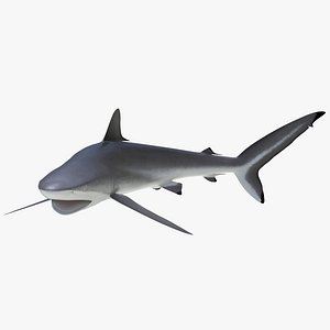 Silky Shark Attacking Pose 3D Model