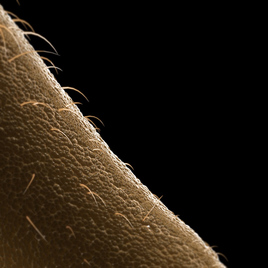 3D Microbes Bacteria Cells - TurboSquid 1626157