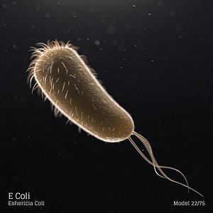 E Coli - Eshericia Coli