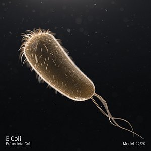 E Coli - Eshericia Coli