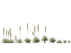 Desert Plants Pack- trees grass cactus succulents 3D model