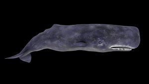3D Spermwhale
