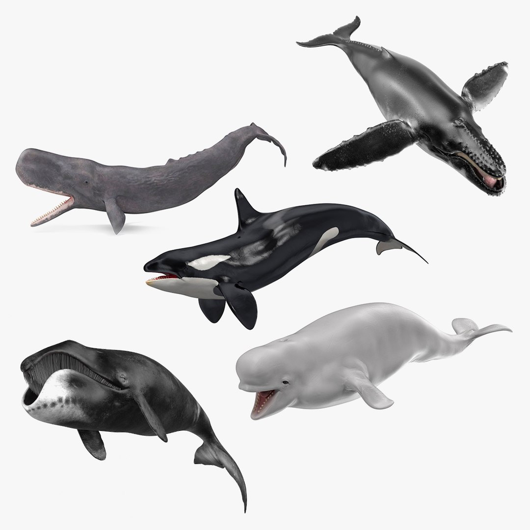 Whales Collection 3 3D model preview