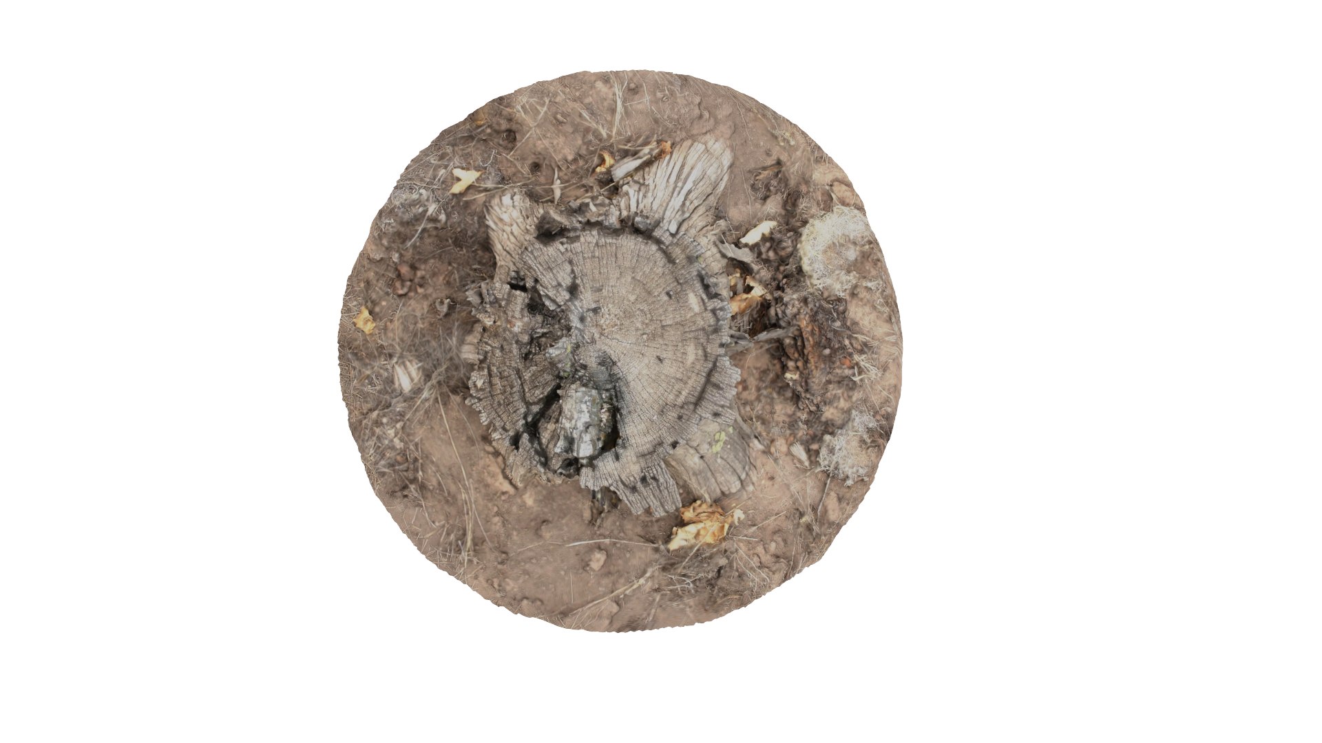 rotten stump 3D model https://p.turbosquid.com/ts-thumb/om/Yz29p6/Mu6kABnt/col07/png/1553738726/1920x1080/fit_q87/b0d3997345693e69258429227579d9bd701ecfff/col07.jpg