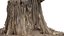 Rotten Stump 002