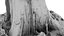 Rotten Stump 002